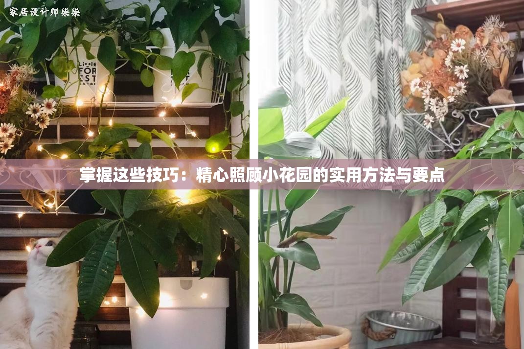 掌握这些技巧：精心照顾小花园的实用方法与要点