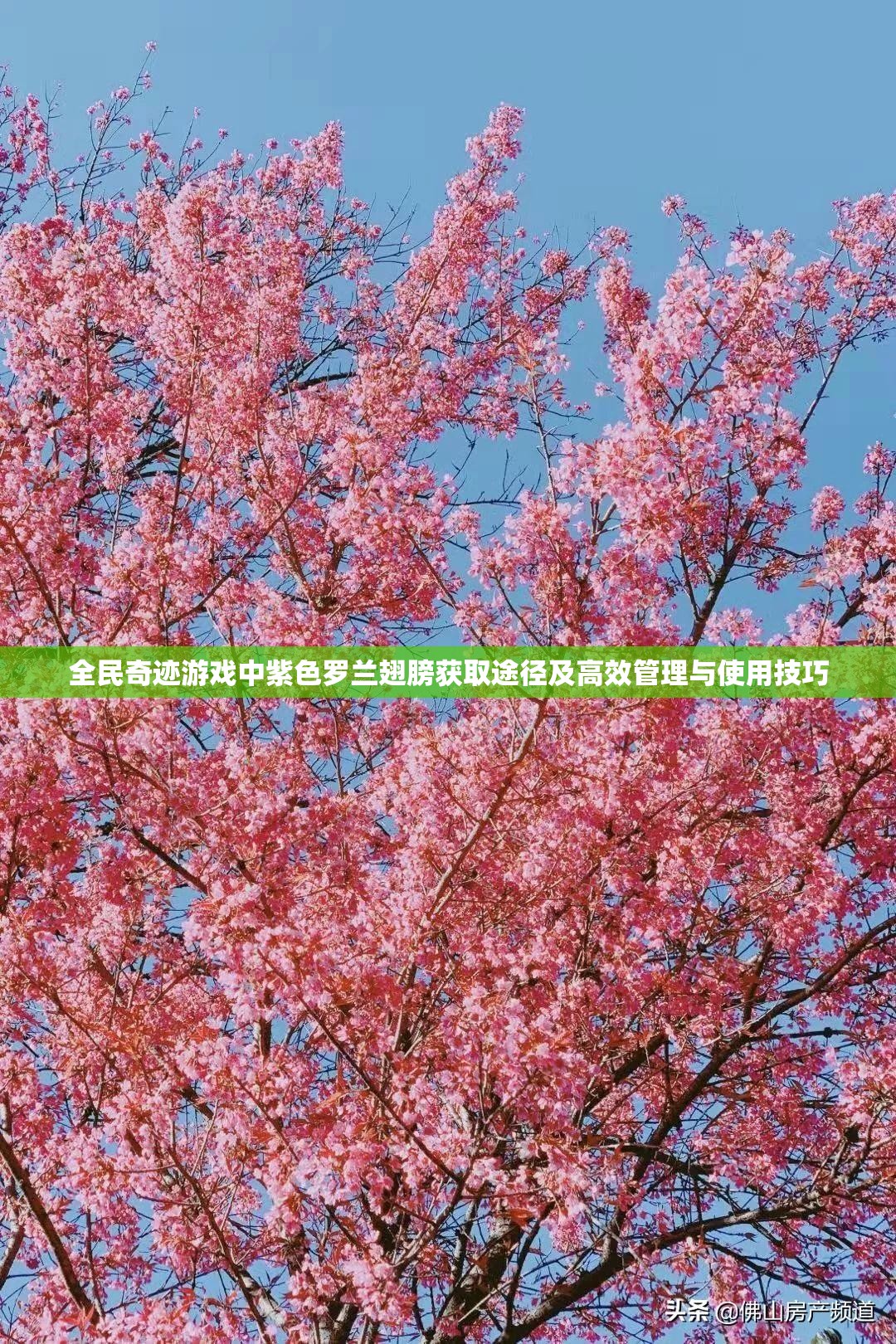 全民奇迹游戏中紫色罗兰翅膀获取途径及高效管理与使用技巧