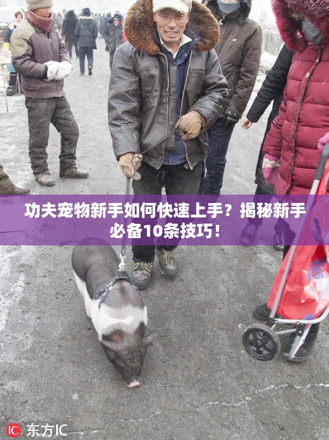 功夫宠物新手如何快速上手？揭秘新手必备10条技巧！
