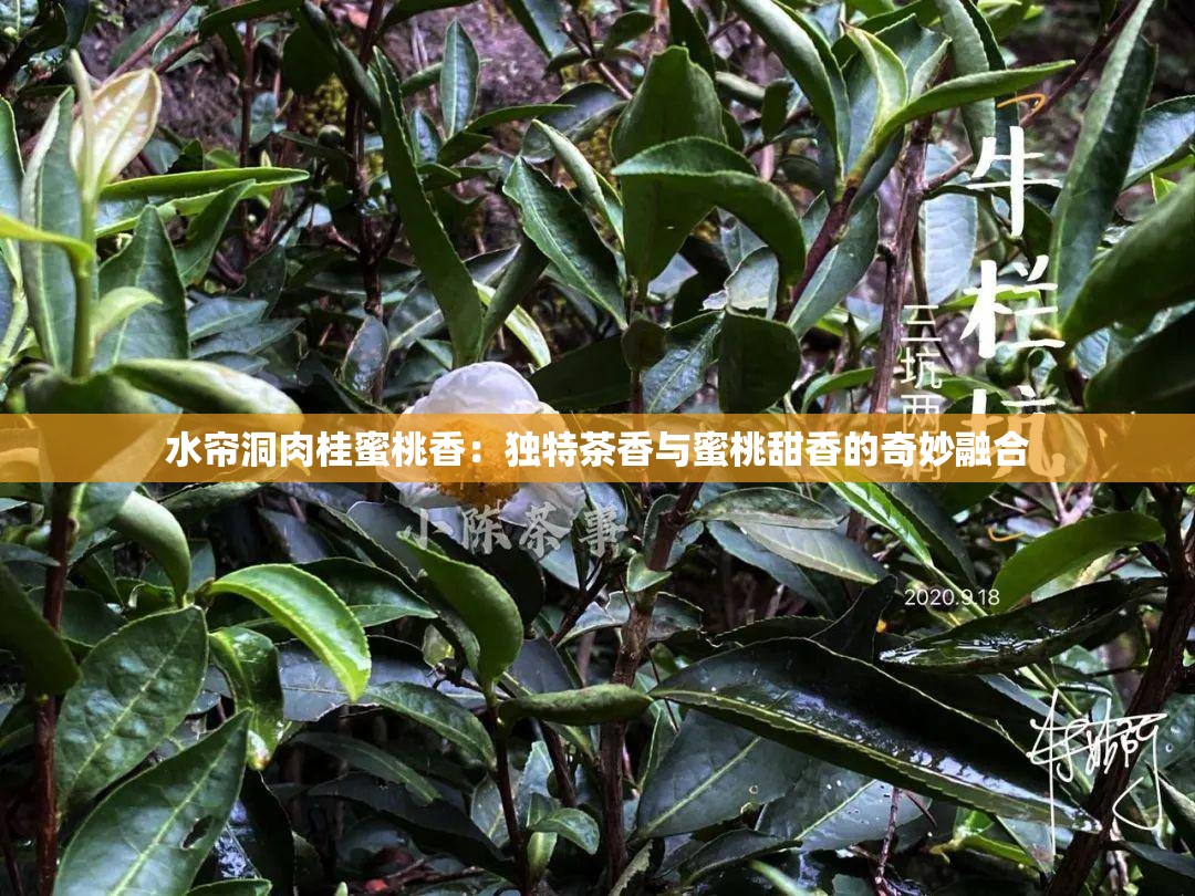 水帘洞肉桂蜜桃香：独特茶香与蜜桃甜香的奇妙融合