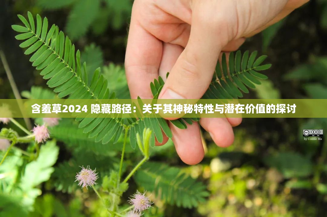 含羞草2024 隐藏路径：关于其神秘特性与潜在价值的探讨