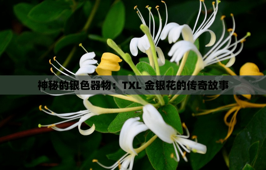 神秘的银色器物：TXL 金银花的传奇故事