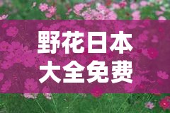 野花日本大全免费观看 2019：精彩影视不容错过