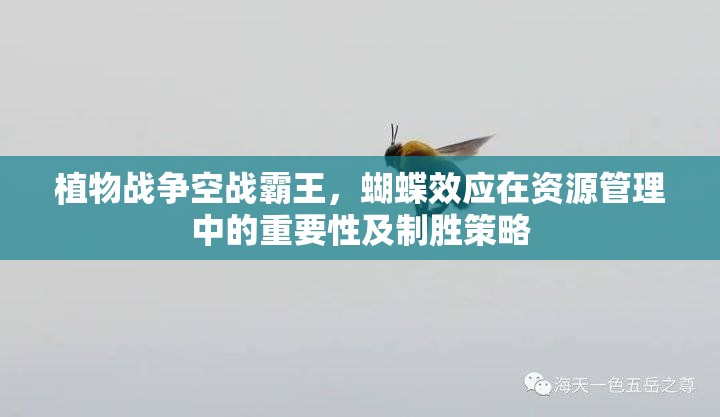 植物战争空战霸王，蝴蝶效应在资源管理中的重要性及制胜策略