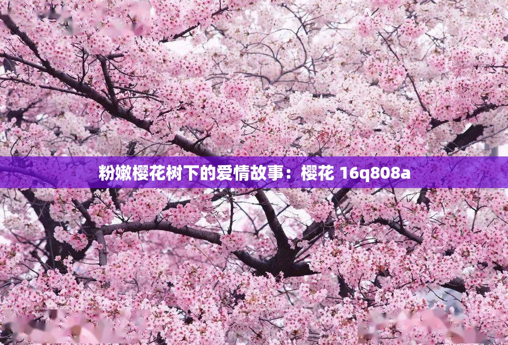 粉嫩樱花树下的爱情故事：樱花 16q808a