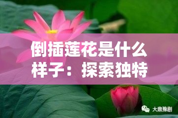 倒插莲花是什么样子：探索独特形态与奥秘所在