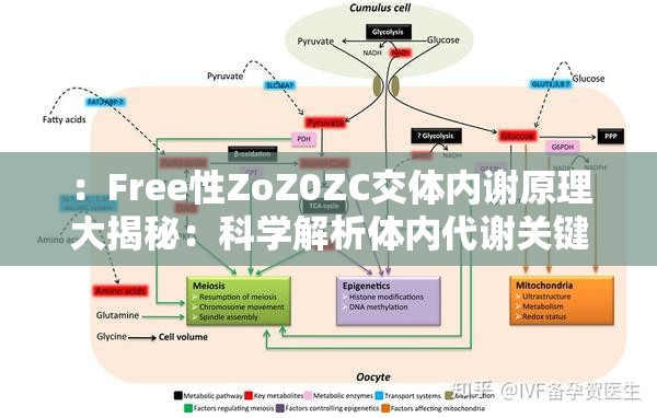 ：Free性ZoZ0ZC交体内谢原理大揭秘：科学解析体内代谢关键步骤与健康管理方法（设计逻辑：通过原理揭秘+科学解析增强权威性，关键步骤+健康管理覆盖长尾关键词，疑问句式触发点击，完整保留原关键词的同时植入代谢科学健康等百度高权重相关概念，自然融入用户搜索场景）