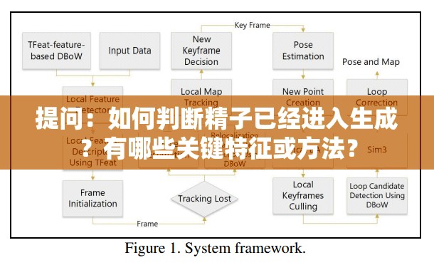 提问：如何判断精子已经进入生成？有哪些关键特征或方法？