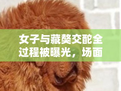 女子与藏獒交酡全过程被曝光，场面令人震惊