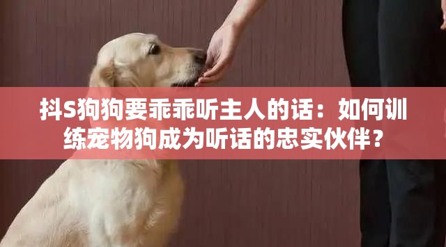 抖S狗狗要乖乖听主人的话：如何训练宠物狗成为听话的忠实伙伴？