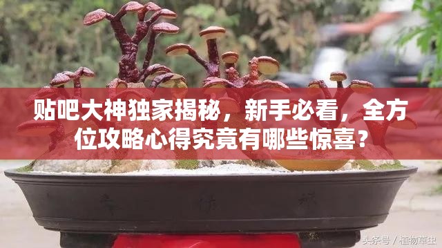 贴吧大神独家揭秘，新手必看，全方位攻略心得究竟有哪些惊喜？